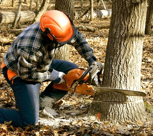 Tree Removal in White House, TN